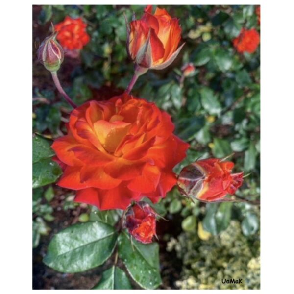 orange flower Thumbnail