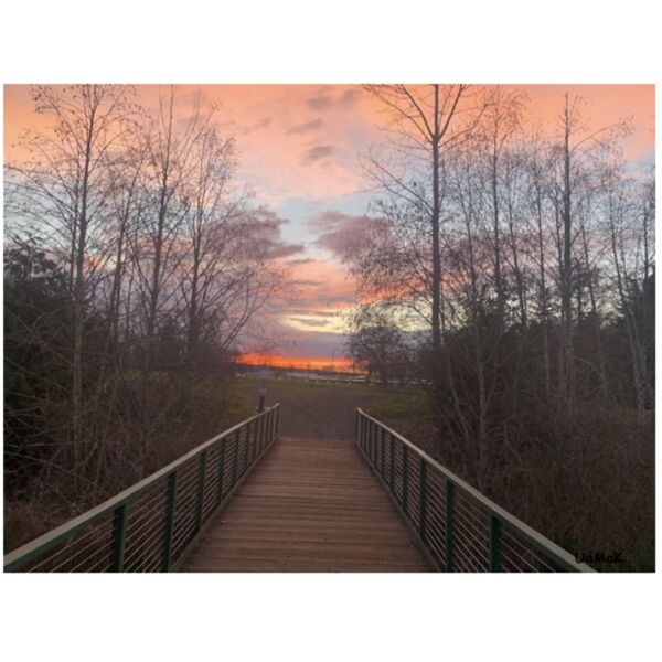 the bridge Thumbnail